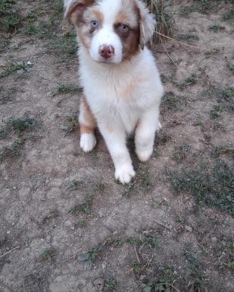 Cuccioli australian sheperd  maschio red merle