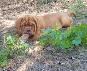 Dogue de bordeaux cuccioli disponibili