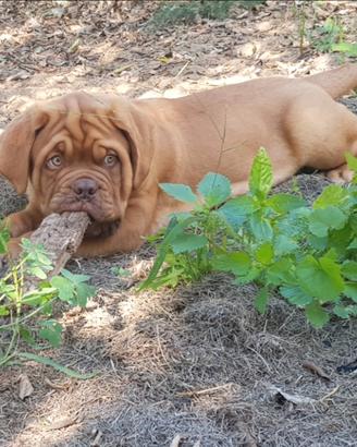 Dogue de bordeaux cuccioli disponibili