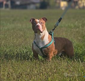 American bully xl femmina
