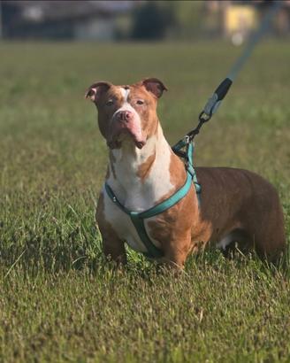 American bully xl femmina