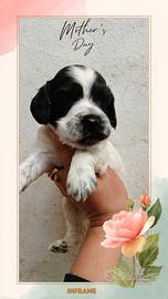 Cocker inglese