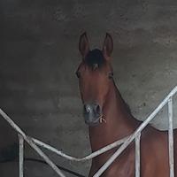 Cavallo psa