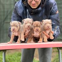 American pitbull terrier