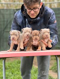 American pitbull terrier