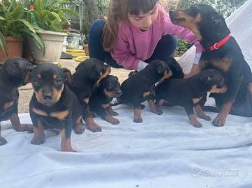 Cuccioli di pinscher nano
