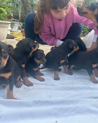 Cuccioli di pinscher nano