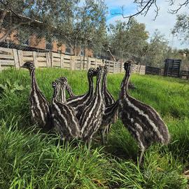 Baby emu'