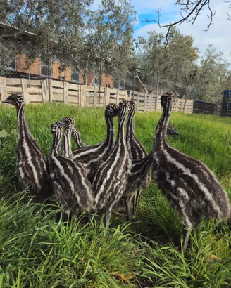 Baby emu'
