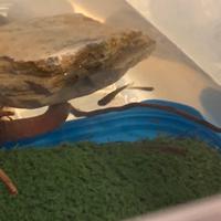 16 Gambusie grandi e piccole più acquario