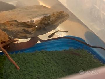 16 Gambusie grandi e piccole più acquario