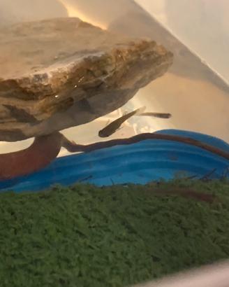 16 Gambusie grandi e piccole più acquario