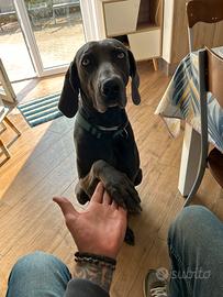 Waimaraner blu da accoppiamento