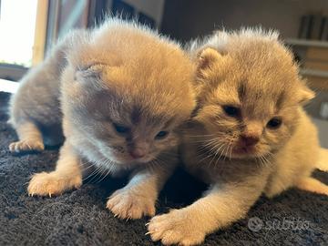 Gatto Scottish Fold/Strike