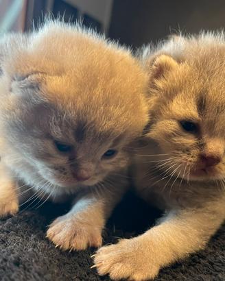 Gatto Scottish Fold/Strike