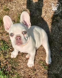 Ultima cucciola bulldog francese