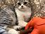Immagine 1