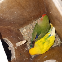 Coppia di inseparabili