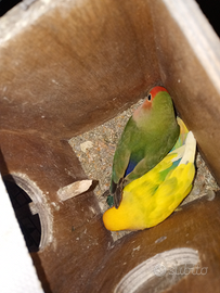 Coppia di inseparabili