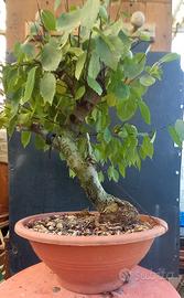 bonsai