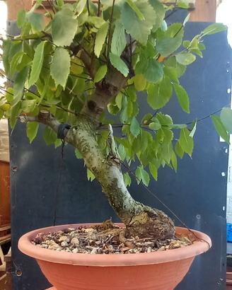 bonsai