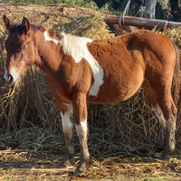 Puledra femmina paint
