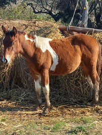 Puledra femmina paint