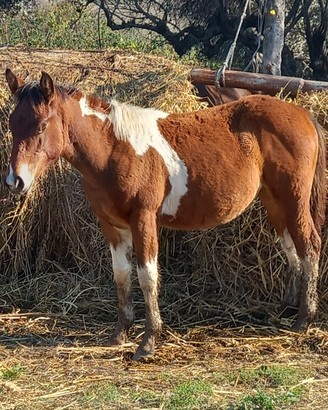Puledra femmina paint