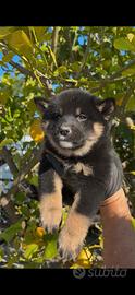 Shiba inu