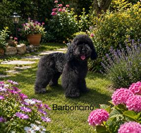 Barboncino