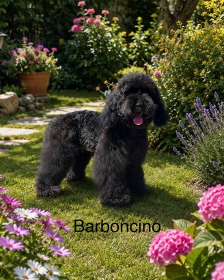 Barboncino