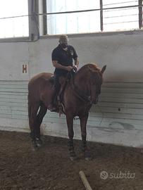 Cavallo