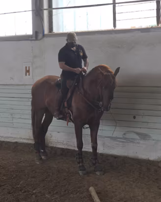 Cavallo