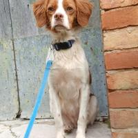 Cucciola di Epagneul Breton di 1 anno