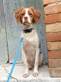 Cucciola di Epagneul Breton di 1 anno