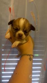 Cuccioli chihua toy 4 femmine