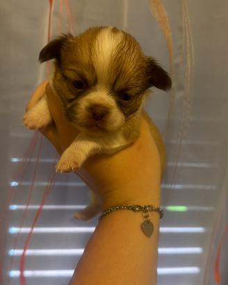 Cuccioli chihua toy 4 femmine