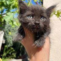 Gattini dolci e coccoloni gratis