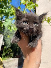 Gattini dolci e coccoloni gratis