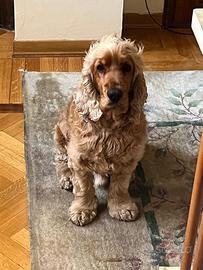 Cocker Spaniel Fulvo