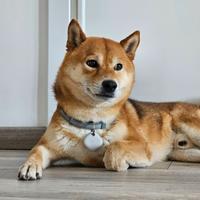 Shiba inu maschio disponibile per monta/accoppiame