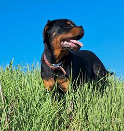 Rottwailer