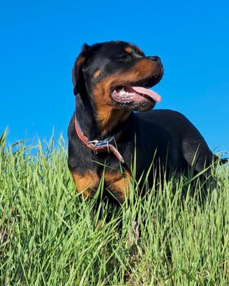 Rottwailer
