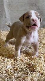 Cucciolo di Pitbull ukc