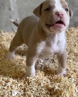 Cucciolo di Pitbull ukc