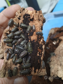 Armadillum maculatum yellow