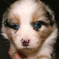 Cuccioli di pastore australiano con pedigree