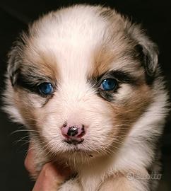 Cuccioli di pastore australiano con pedigree