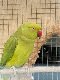 Parrocchetto collare