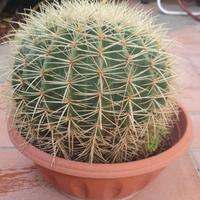 Cactus di varie dimensioni